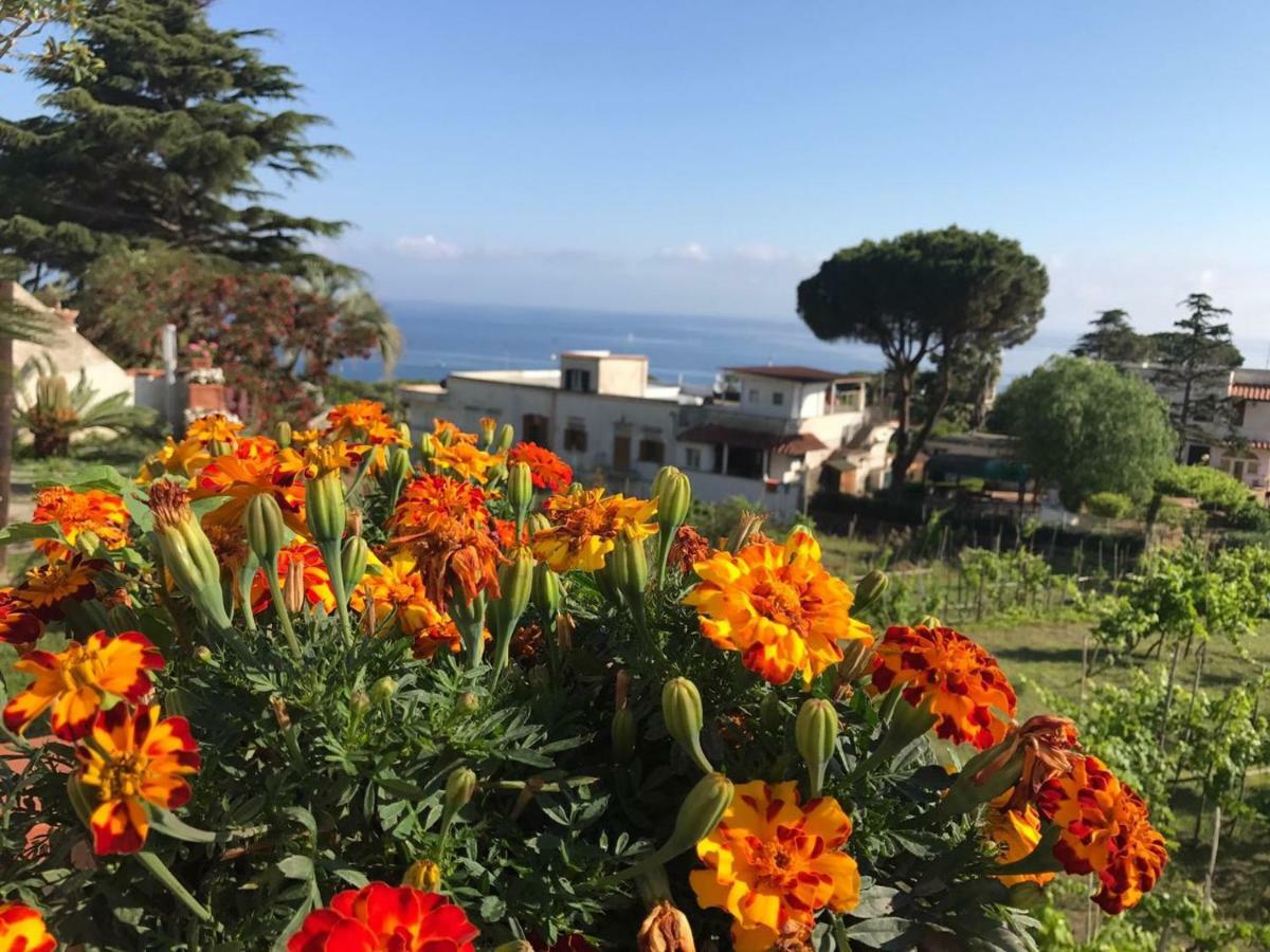 Villa Araucaria Casamicciola Terme Exterior foto
